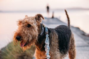 Dog and couple at Caves Beach